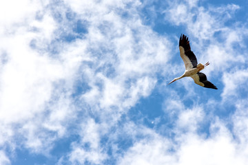 Nubes y cigüeña