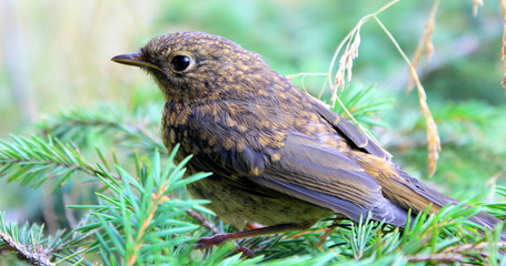 Bird