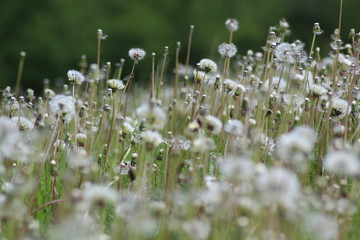 Pusteblumen
