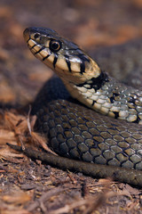 Fototapeta premium Snake