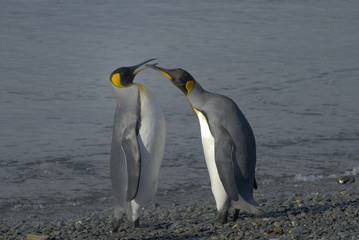 Plakat King Penguins, South Georgia Island, Antarctic