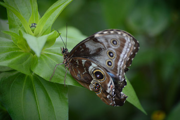 Butterfly in the garden