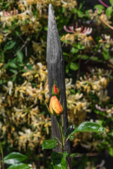 Gelbe Rose am Holzpfahl