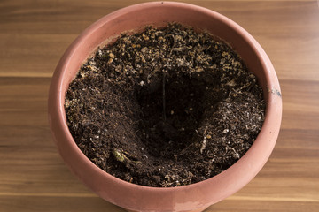 step by step growing cherry tomato on the house balcony.