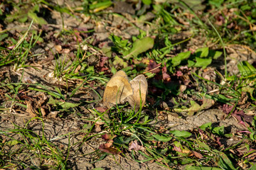 Pair of meadow brown butterflies mating on the forest floor