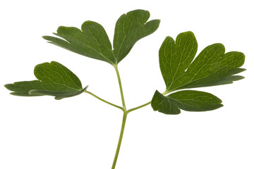 Leaves of the flowers of catchment, lat. Aquilegia, isolated on white background