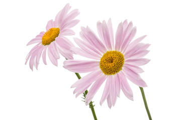 Flowers of pyrethrum, isolated on white background