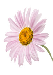 Flowers of pyrethrum, isolated on white background