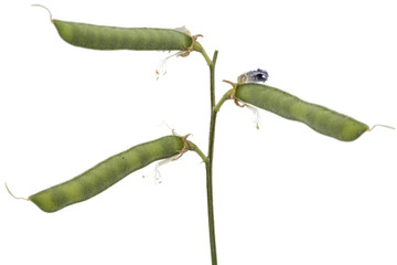 Seeds and pods of the sweet pea, isolated on white background