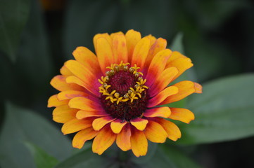 Zinnia flower in the garden