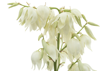 Flower of yucca, isolated on white background