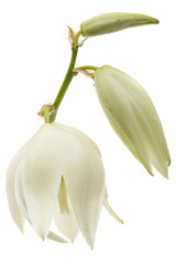 Flower of yucca, isolated on white background
