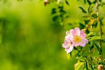 A flowering pink dog rose with some leaves