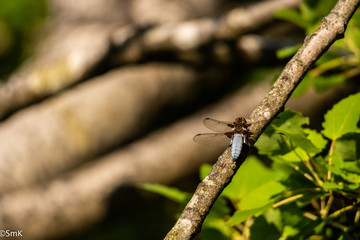 insecte foret