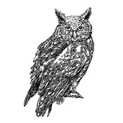Fototapeta premium Sowa uszata. Naszkicować. Styl grawerowania. Ilustracji wektorowych.