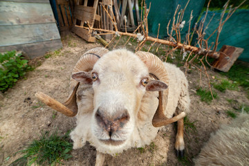 Drôle de mouton