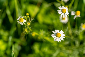 Two camomile with some sunbeams near to the ground
