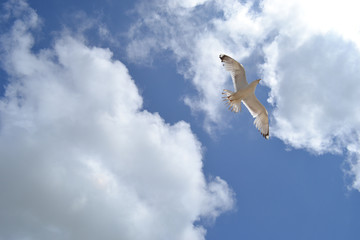 gull in the clouds