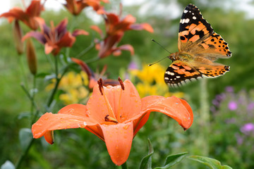 Schmetterling 408 © K.-U. Häßler