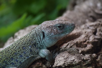 Diamond Lizard