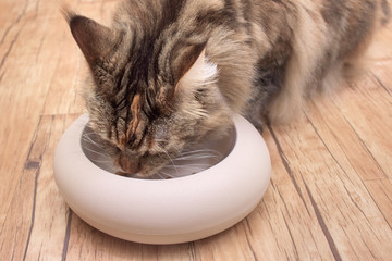 cat eats the food from the bowl