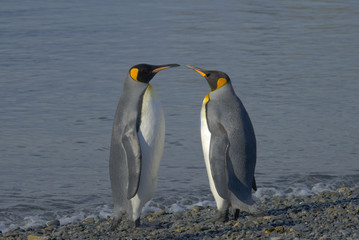 Plakat King Penguins, South Georgia Island, Antarctic
