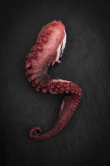 Octopus arm with tentacles on a slate board