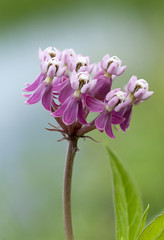 Swamp Milkweed