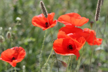 Naklejka premium Poppy flowers in nature.