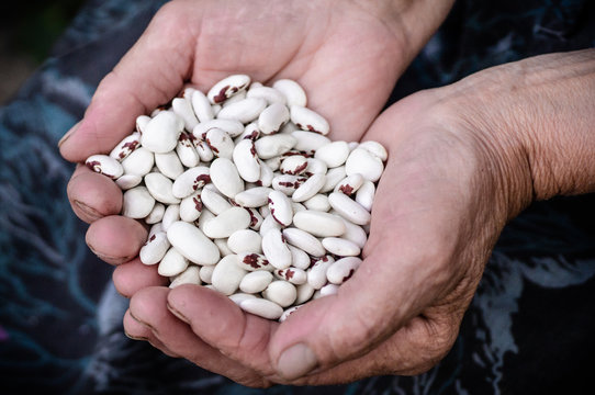 Kidney beans. White kidney beans with red spots in the hands of grandmother, old hands, in the hands of vegetables. Beans.
