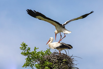 Weißstörche bei der Paarung 5