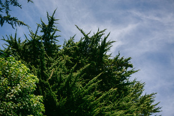 Árboles y cielo azul