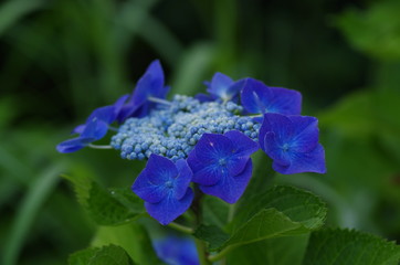 青色のアジサイ