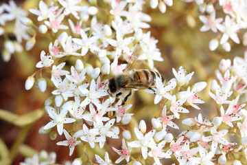 bee