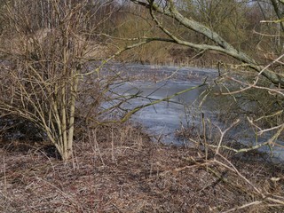Büsche, Bäume und Sträucher am Teich