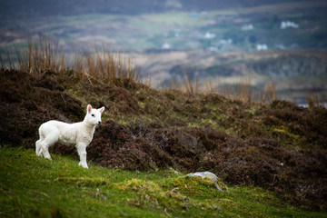 Obraz premium NIK_0528