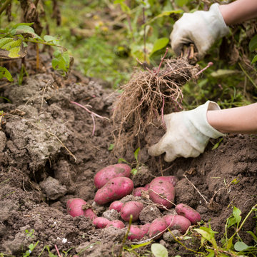 Closeup of woman's hands digging organic potatoes in the garden.