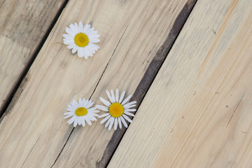 Kwiaty rumianku na drewnianych deskach