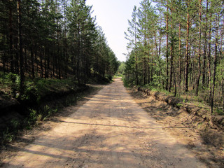 Fototapeta premium The forest road goes off into the distance/Forest road goes into the distance in the infinity of beautiful nature and the freedom of the inhabitants and living creatures living in it 