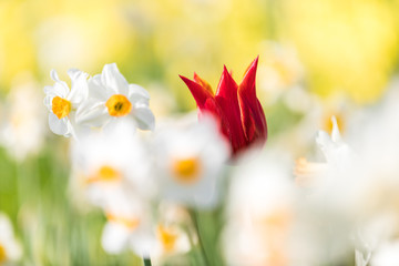 Rote Tulpe