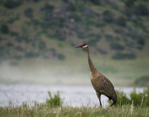 A Single Adult Sandhill Crane Standing in Grass Facing Left with a river and hillside in the background. Shallow depth of field.