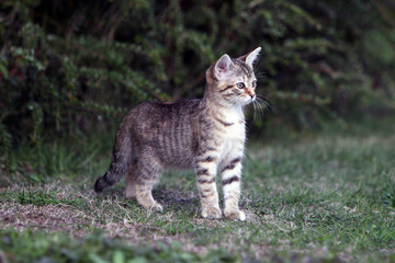Small gray striped european shorthair cat plays in the garden

