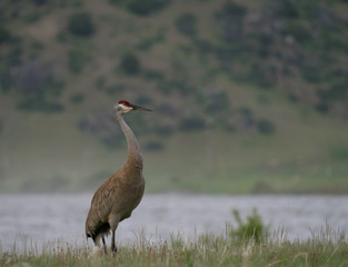 Sandhill Crane with tan and gray feathers on its body and red and ivory feathers on its head...