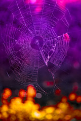 Naklejka premium spider web halloween