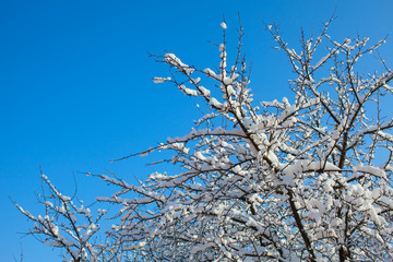 Apple tree under the cover of snow.
