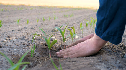 A young farmer in a blue robe is planting a small green sprout, on a field in nature. Concept:...