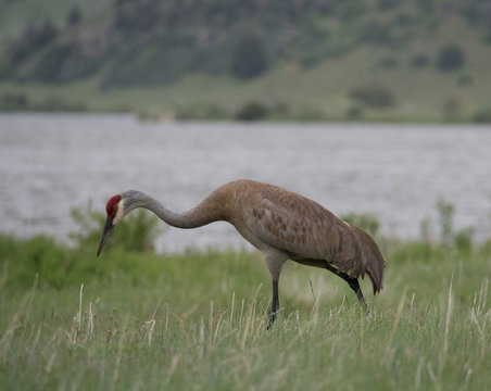 An Adult Sandhill Crane Looking for Food walking through tall grass with a river in the background.
