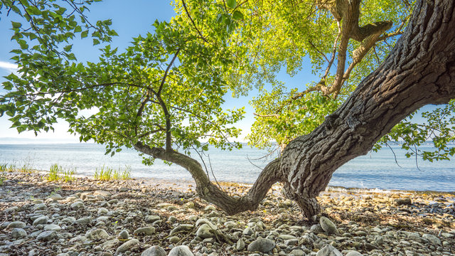Baum am Strand