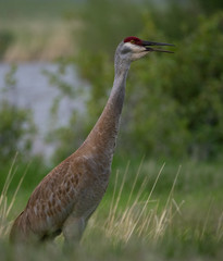 Close Up of a Calling Sandhill Crane standing in tall grass with a river and trees in the background. Shallow depth of field.