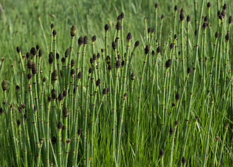 Obraz premium Close Up of Snake, Horsetail or Puzzletail Grass